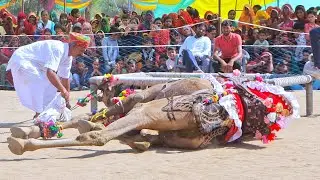 ऊंट ने किया जमीन पर बैठकर जंप || New Rajasthani Camel Dance || #rajasthanidance #priyanshu #unt