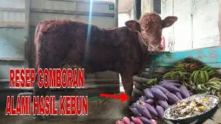 Resep Comboran Alami Sapi Pedet Limosin bulu tebal milik cak Sugianto