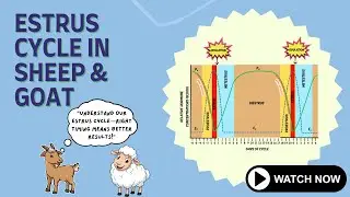 Estrous Cycle in Goat & Sheep  [CC] | 100% Crystal Clear Concepts |Phases & stages 🐑🐐