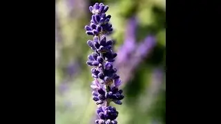 The Best Essential Oils for Depression