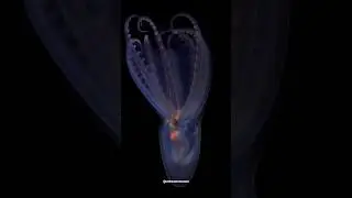 🦀&iexcl;El Mar Argentino! Expedici&oacute;n del Schmidt Ocean Institute