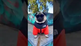 The funniest dog I've ever seen 😂 #funny #dog #clothing #funnypets