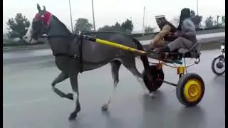 Muneer Khan New Horse Peshawar 2021 Peshawar Sunday Shughal Pakistani Tonga Racers Official