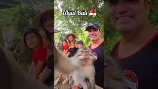 Monkey selfie in Ubud, Bali 🇮🇩#ubud #bali #Indonesia #monkeyforest
