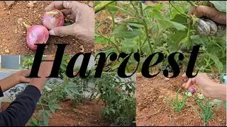 Mini Harvest from my garden
