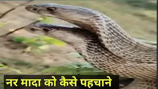 identification नर और मादा सांप कैसे पहचाने differences between male and female snake ?