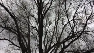 Winter Trees and Stormy Clouds Above // Weather Patterns