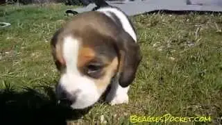 Toy Puppy Video Tiny AKC Pocket Beagle Puppy Cute Pup & Momma