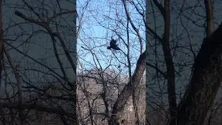 The Eerie Beauty of Crows in Winter
