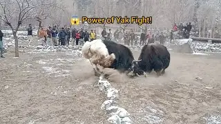 Brutal Yak Fight 🐃 | Unbelievable Battle in the Wild Mountains!