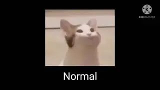 10 Pop Cat sound variations in 40 seconds