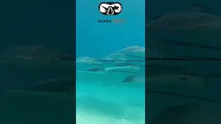 Ray Diversity and Conservation at Heron Island  #allthesharks #netflix