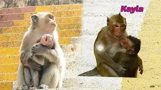 Kayla drag and pull Cory very hurt -  How rescue animal baby ?