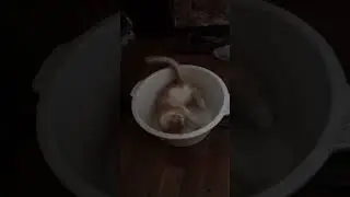 Маленькое чудо