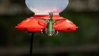20th Anniversary Hummingbird Migration and Nature Celebration. Strawberry Plains Audubon Center