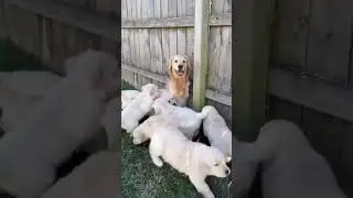 Dog life at home make best activity, #short