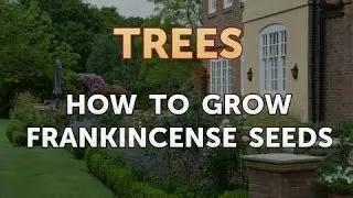 How to Grow Frankincense Seeds