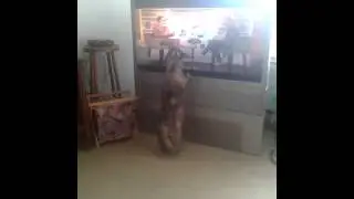 Family cat watching tv.
