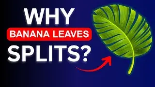 Why Are Banana Leaves Always Split? | Curious Plant Science