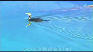Cormorant swimming in cool blue waters