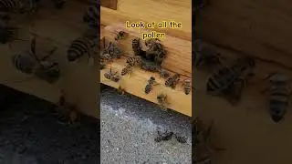 Bees carrying a bunch of pollen into the nuc! #beekeeping #beekeeper