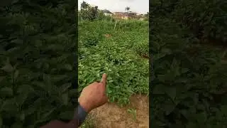 📢 LAND FOR SALE (Direct Brief) 📢