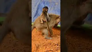 A new life begins in the arms of its mother #monkey #newborn #motherlove #wildlife #nature
