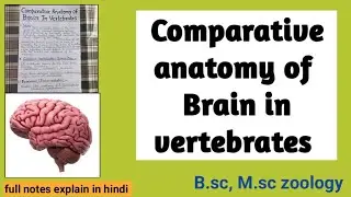 Comparative anatomy of brain in vertebrates |  zoology notes 