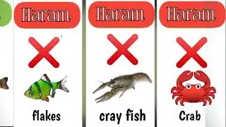 islam mein kon sa machli (Fish) Seafood halal and haram hai | Halal vs haram Fish in islam