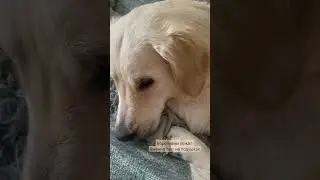 наша собака лежит только так 😅 #смешныевидеопроживотных #ретривер #собака #friends #dog #видео
