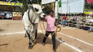 ఏమిగనూర్ సీనియర్స్ విభాగం 2వ జత. మార్తల వెంకట సుబ్బారెడ్డి. దక్షా & దేవర.