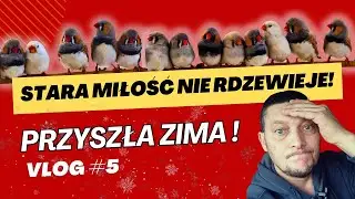 Stara miłość nie rdzewieje  vlog#5 Zbyszek Walkowiak Papugi Moja Pasja. 