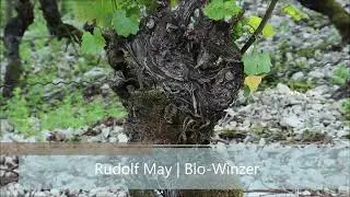 Weingut May | Retzstadt | Langenberg | Alte Reben