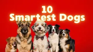 Top 10 Smartest Dog Breeds in the World