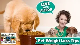 Pet Weight Loss Tips and Tricks