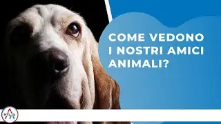 Come vedono i nostri amici animali?