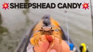 The Best Bait To Catch Sheepshead! How To Rig And Fish From A Kayak!