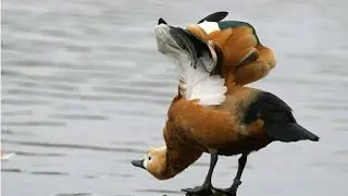 The Ruddy Shelduck