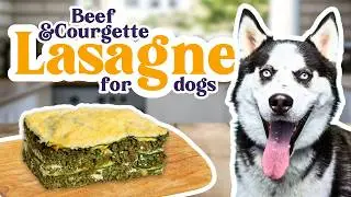 Beef & Courgette Lasagne for Adult Dogs | Olli Recipe