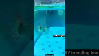 DIY Guppy breeding box #shorts #guppy