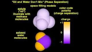 Oil & Water (Phase Separation)