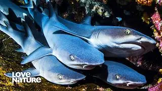 White Tip Reef Sharks are Aggressive When Mating | Alien Abyss 103