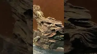 Aquarium full of sunshine, the beautiful L14, Scobiancistrus aureatus