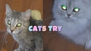 Cats Try Gumdrop Cat Kickers From Five Below! 😻