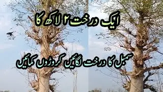 Tree farming in pakistan sumbal farming / Sumbal kese lagaen / Sumbal farming in pakistan /سمبل درخت