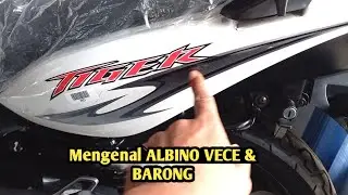 (Albino sold Out) Crita Original nya Motiv ALBlNO VECE & BARONG Simak baik