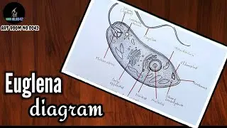 how to draw euglena diagram / euglena diagram easly step by step / euglena drawing / #artroomno0042