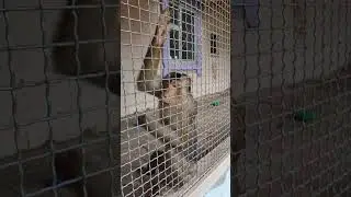 Обезьяна в зоопарке 3 #monkeys