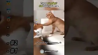 Cat Sibling Rivalry #funnycats #orangecats #compilation