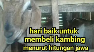 hari baik untuk membeli kambing menurut hitungan jawa